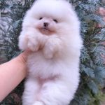 Rudy Pomeranian