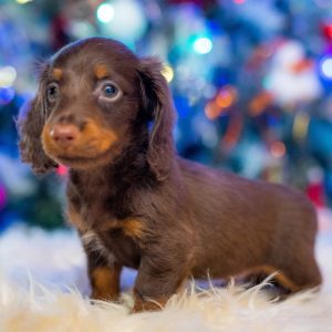Ferdinand Miniature Dachshund