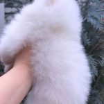 Fortune-female-pomeranian-puppy-for-sale-2 (1)