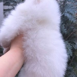 Fortune Pomeranian