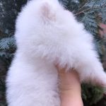 Fortune-female-pomeranian-puppy-for-sale-2 (2)