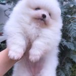 Fortune-female-pomeranian-puppy-for-sale-2 (3)