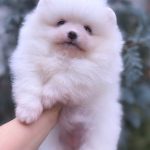 Favorite Pomeranian