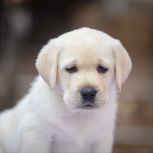 Fredy Labrador Retriever