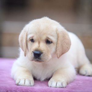 Freya Labrador Retriever