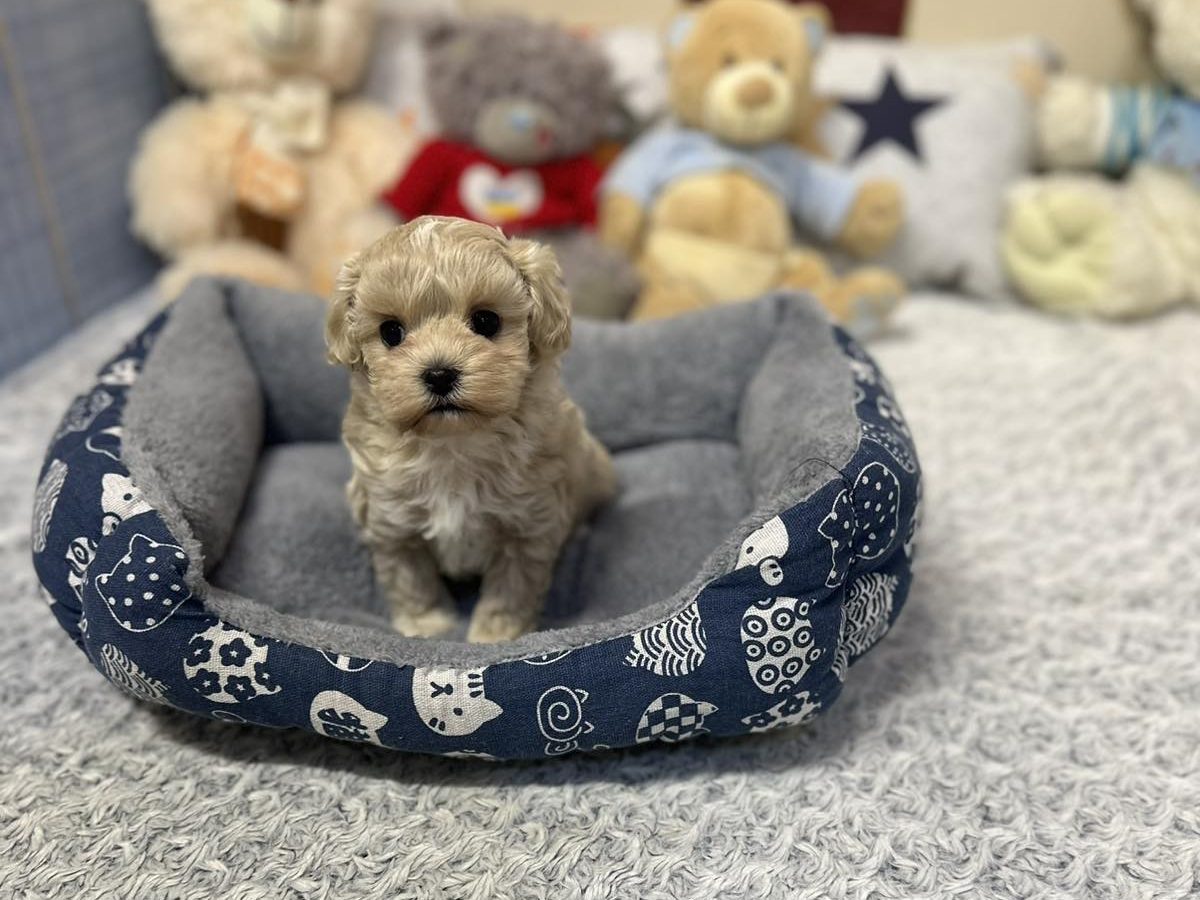 Teacup Maltipoo Maltipoo Craigslist Maltipoo Aloha Teacup Puppies