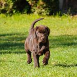Barbie Labrador Retriever