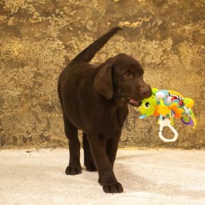 Indi-Jones Labrador Retriever