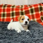 Richard Jack Russell Terrier