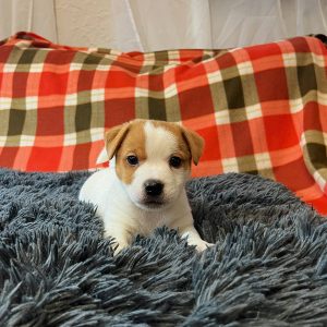 Ignac Jack Russell Terrier