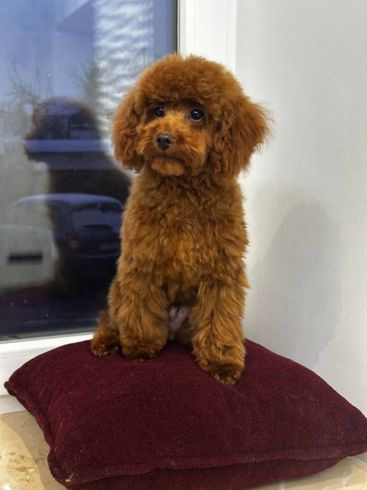 Toy Poodle Teddy Bear Clip Teddy Bear Poodle Toy Poodle Clip Toy