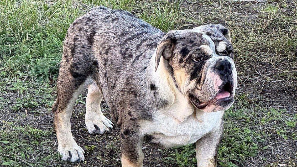 American Bulldog Mix Old Bull Dogs Bully Breeds Old English