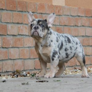 Jony French Bulldog