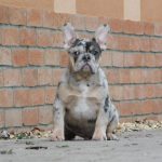 Julia French Bulldog