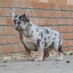 Jony-male-french-bulldog-puppy-for-sale-3
