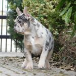 Jony-male-french-bulldog-puppy-for-sale-4