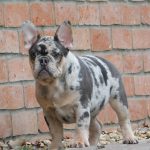 Izabella French Bulldog