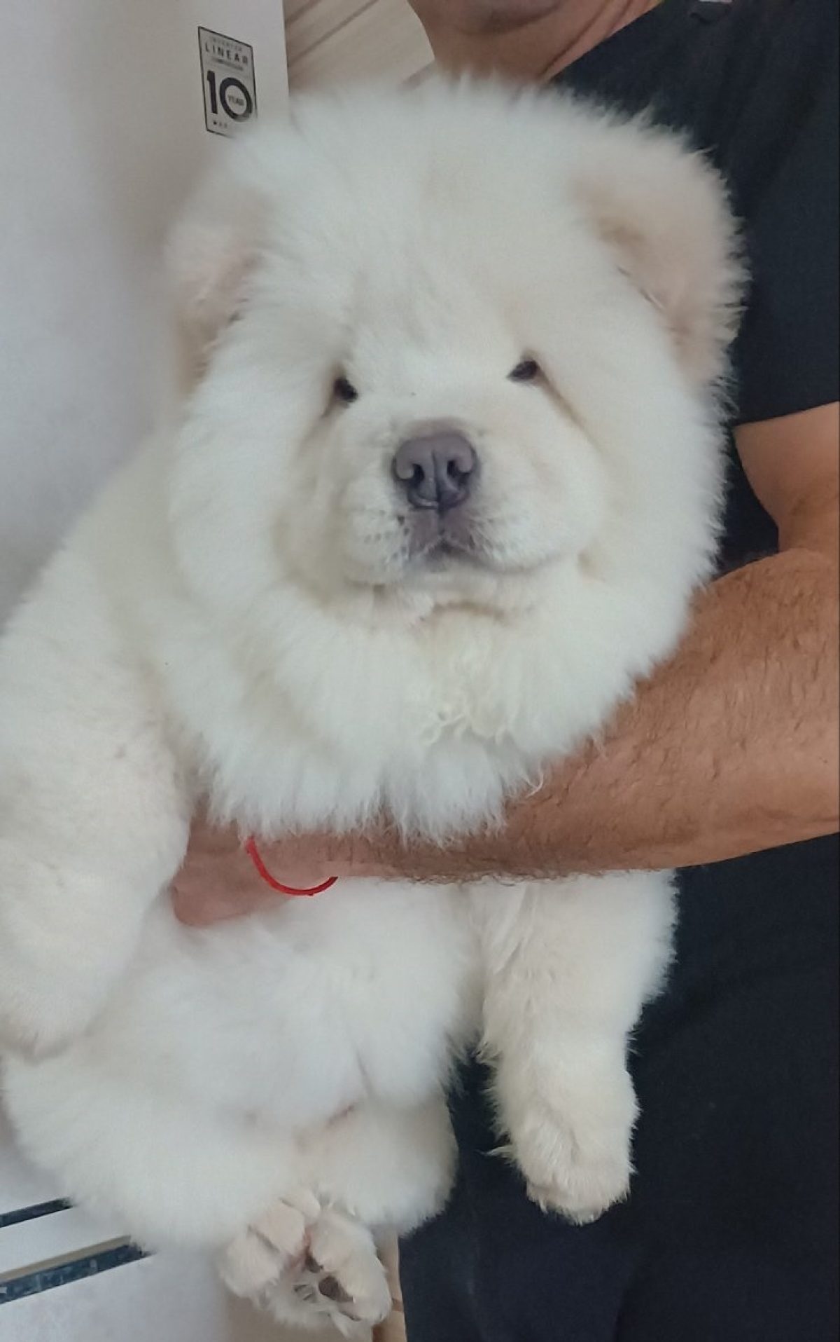 Chow Doodle Chow Chow Mix For Sale Full Grown Chow Chow Poodle Mix