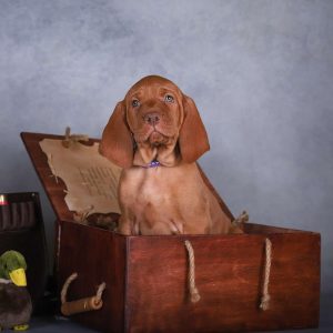 King Hungarian Vizsla