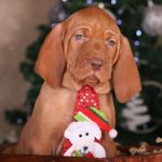 King-male-Hungarian-vizla-puppy-for-sale-2 (4)