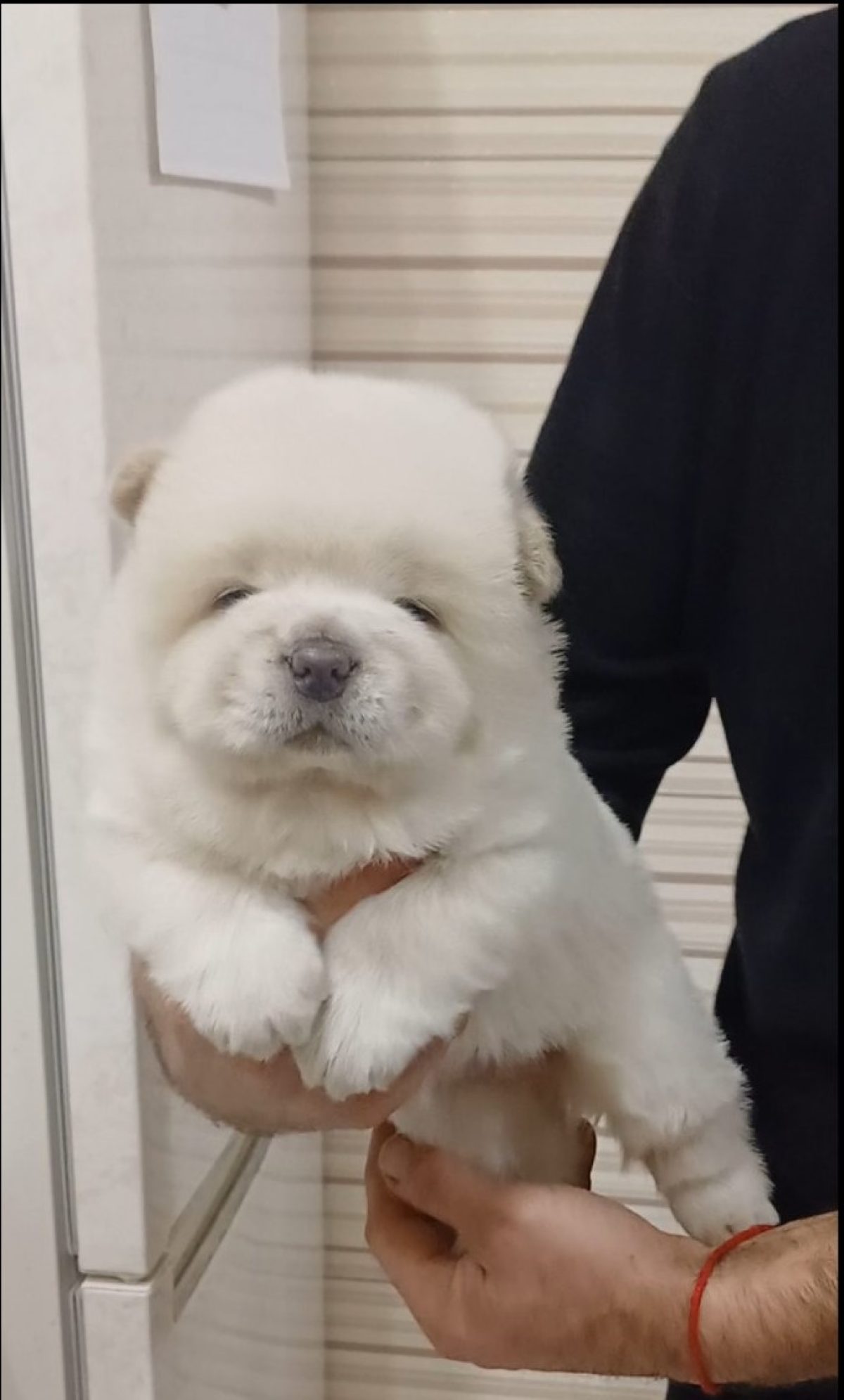 Chow Mix Cream Chow Chow Price Dog Breed Mini Chow Chow Puppies