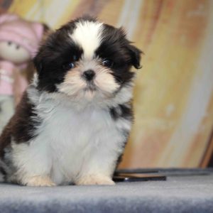 Laura Shih Tzu