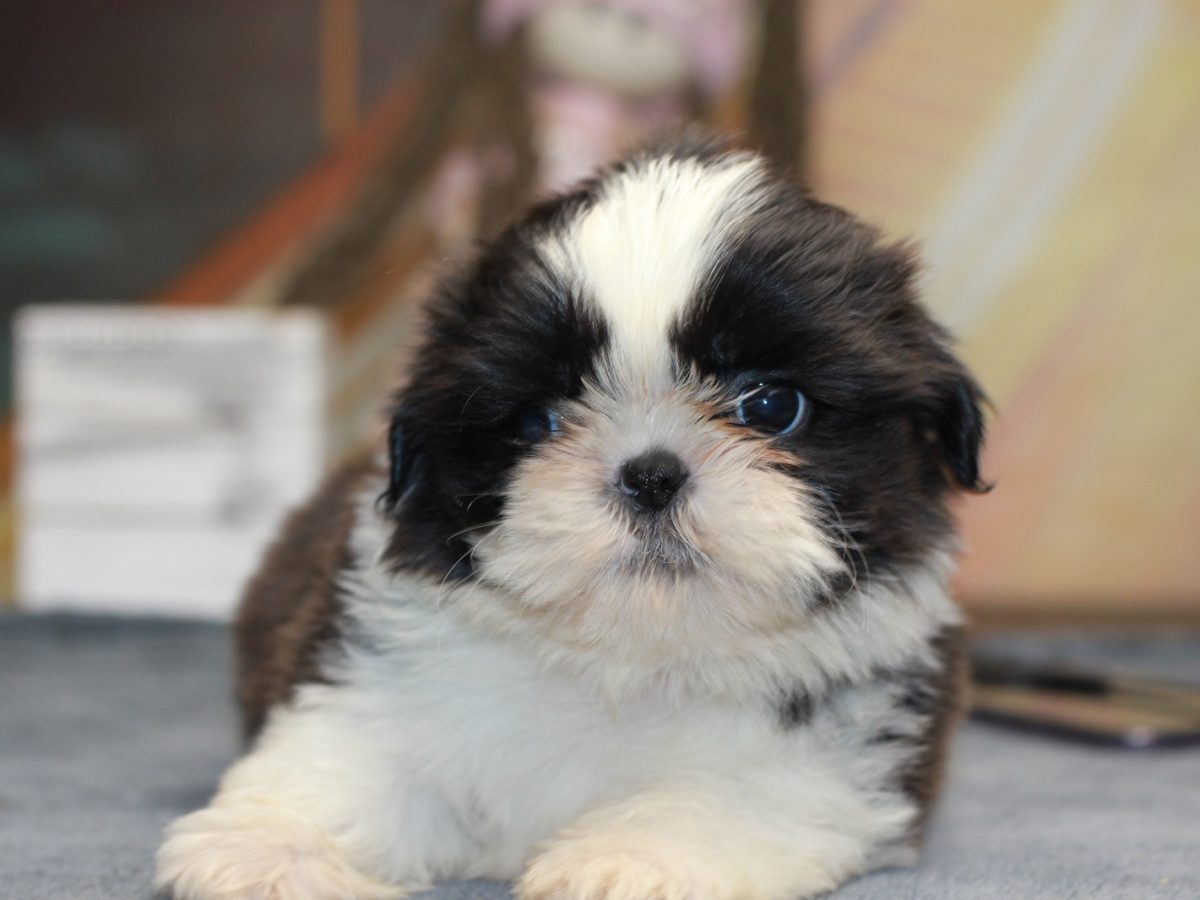 Dog Breeds Is A Shih Tzu A Toy Breed Shih Tzu All Small Dog Breeds