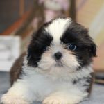 Princess Shih Tzu