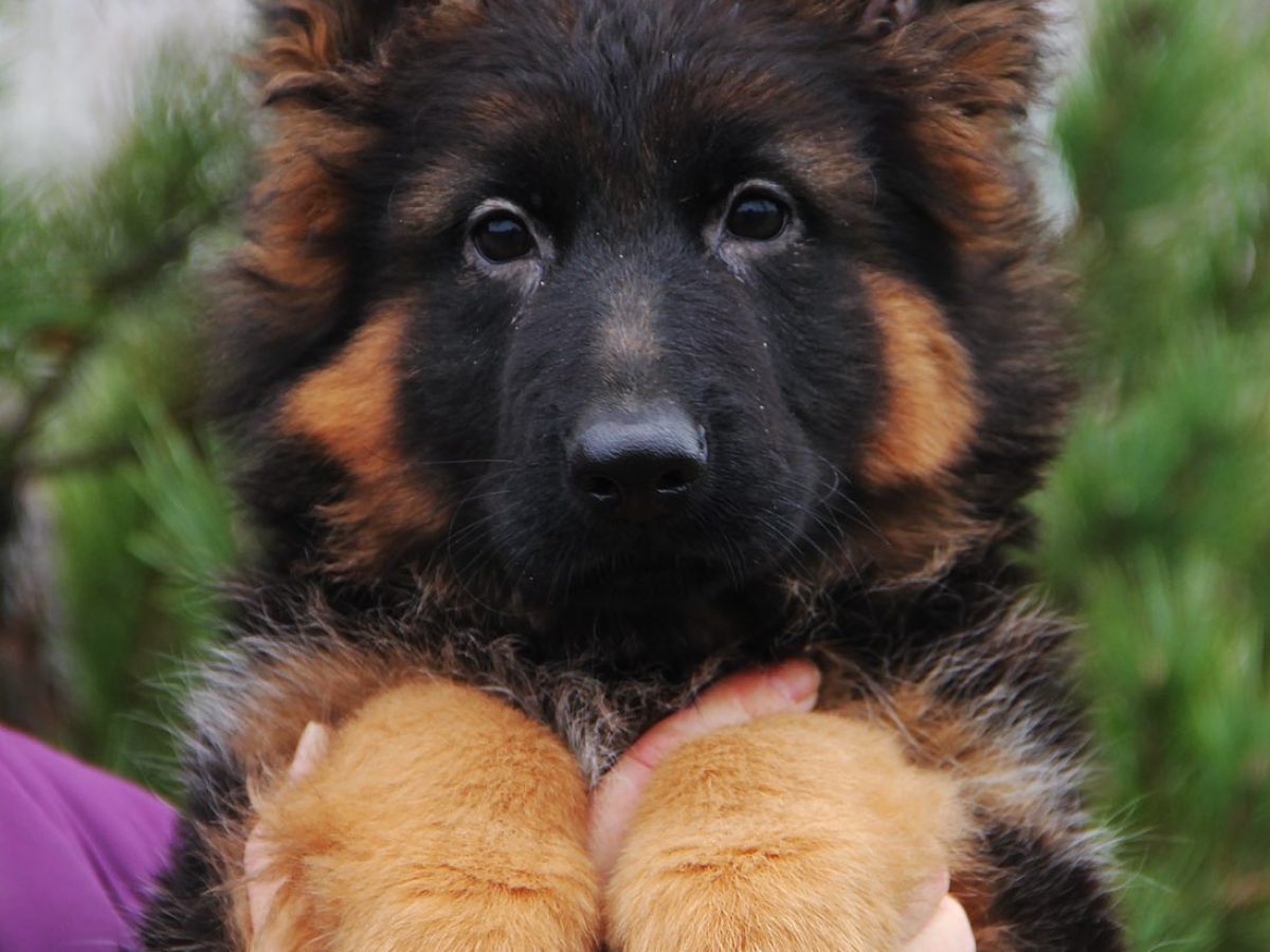 Black German Female German Shepherd Puppies For Sale Near Me