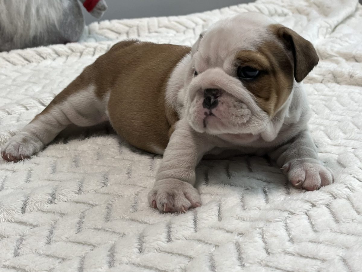 Grey Pedigree British Bulldog Pedigree Bulldogges For Sale