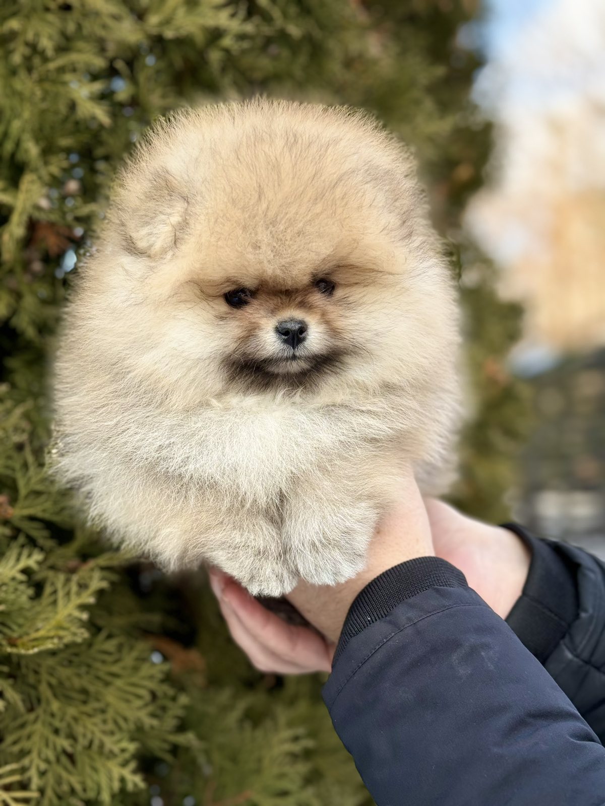 Pomeranian Maltese Chow Mix Chow Puppy Mini Chow Chow Pomeranian Mix Mini  Chow Pom Chow, image size:1200x1600