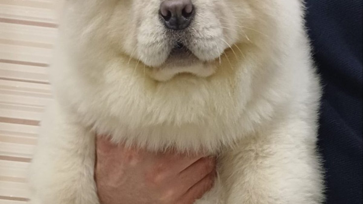 Female Chow Grown Full Grown Chow Chow Grown Up Fluffy Dog Breeds