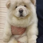 Lucien-female-chow-chow-puppy-for-sale-1 (1)