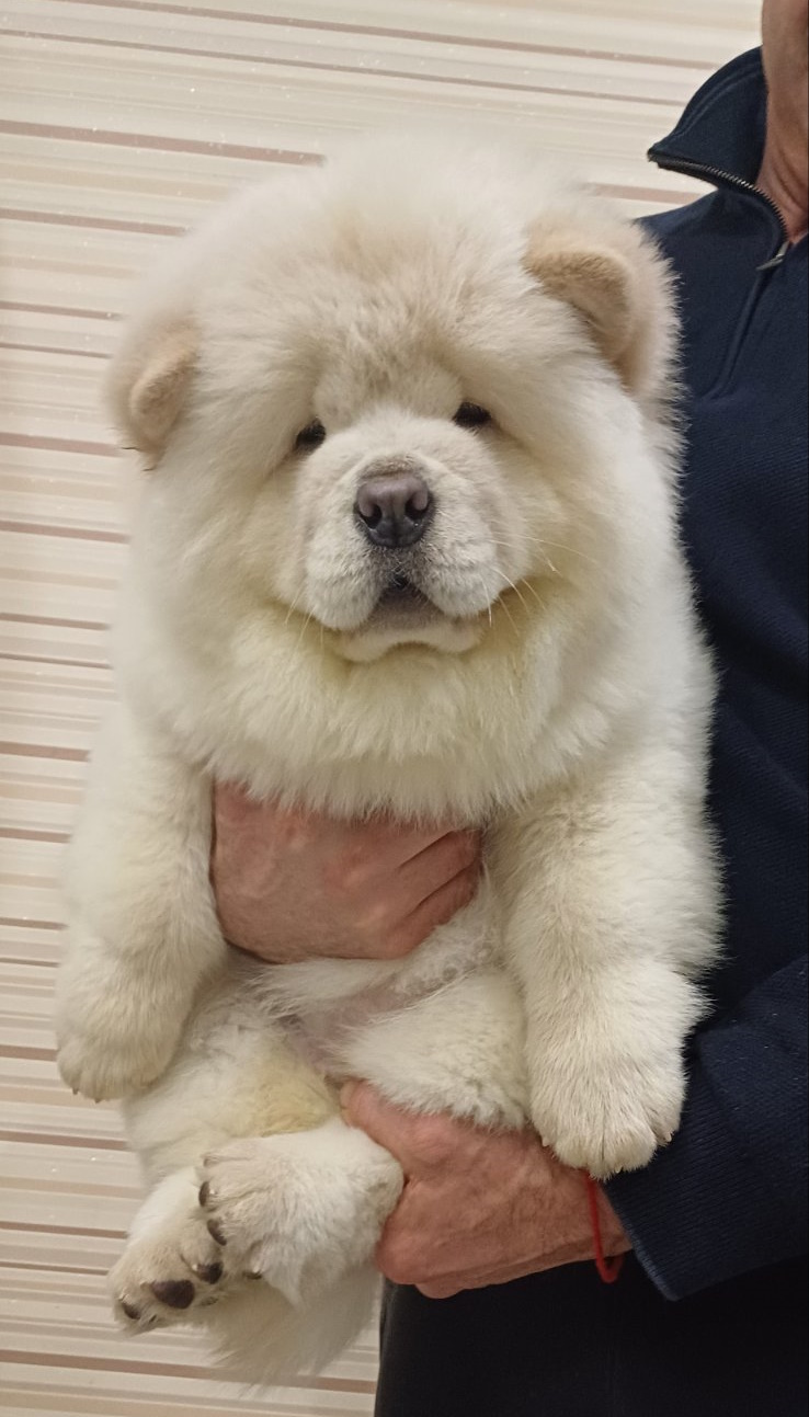 Dog Price In Purebred Chow Chow Puppies For Sale Rate Of Chow Chow