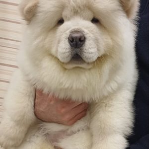 Lucien Chow-Chow