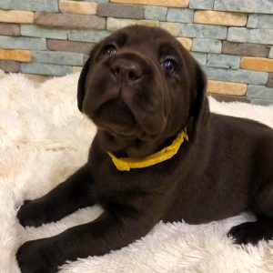 Maggy Labrador Retriever