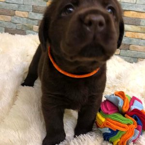 Maisie Labrador Retriever