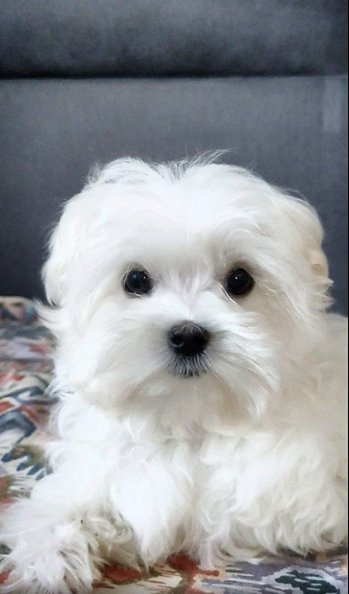 Almost Home Find A Home Pet Rescue Animal Shelter Pugs Free To