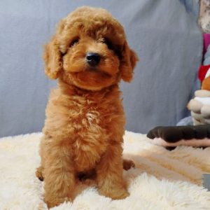 Mayk Poochon