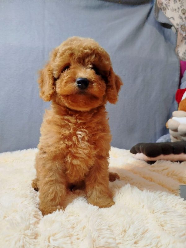 Mayk Poochon