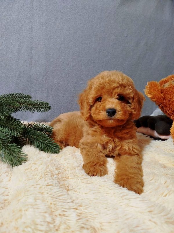 Mayk Poochon