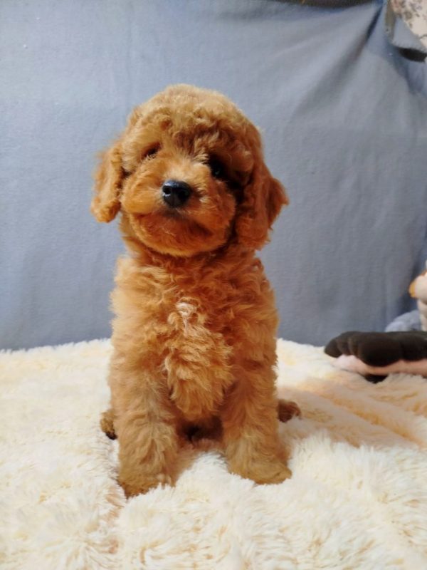 Mayk Poochon