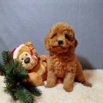 Mayk-male-Poochon-puppy-for sale-4
