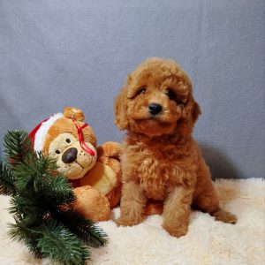 Mayk Poochon