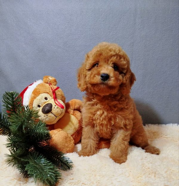 Mayk Poochon