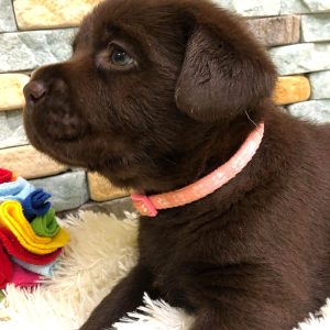 Michael Labrador Retriever