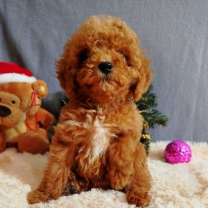 Mikael Poochon