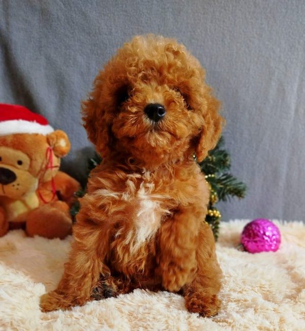 Mikael Poochon