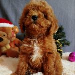 Mayk Poochon