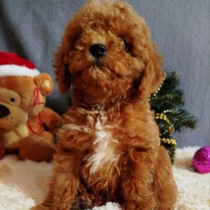 Mikael Poochon